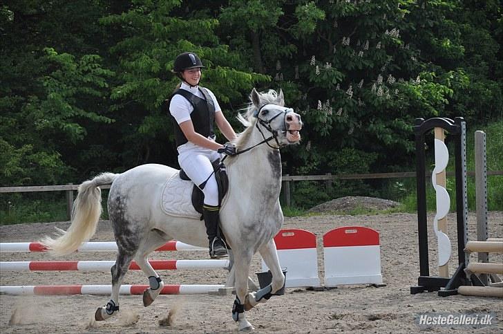 Hollandsk Sportspony Paco - Komisk billede :b Jeg smiler og Paco ser gald ud :b billede 12