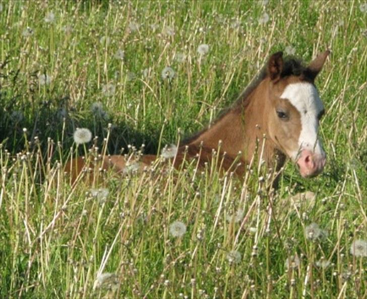 Welsh Pony (sec B) Korreborgs Bobbi *solgt* - Lille bobbi.. billede 6