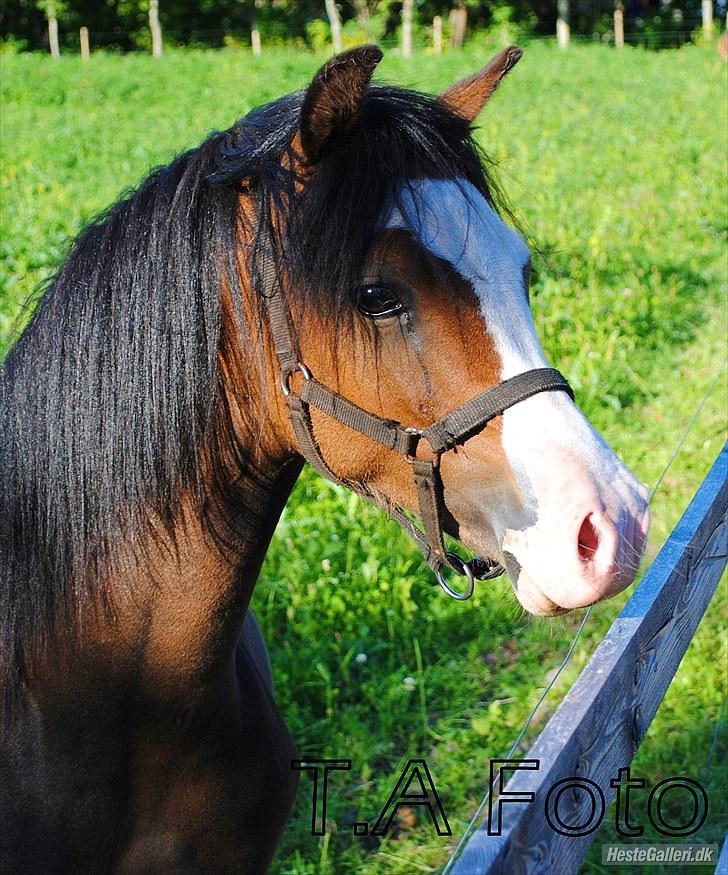 Welsh Pony (sec B) Korreborgs Bobbi *solgt* - Sommeren 2011 - 2 år billede 3