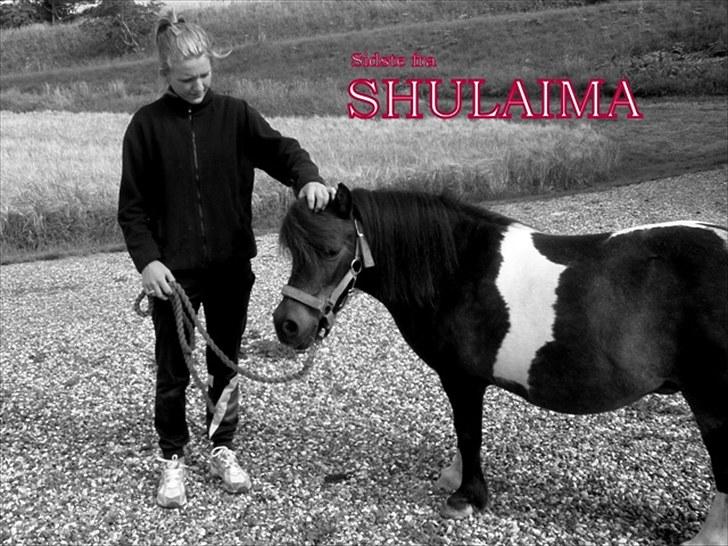 Anden særlig race Shulaima - Verdens dejligste pony solgt.  billede 18