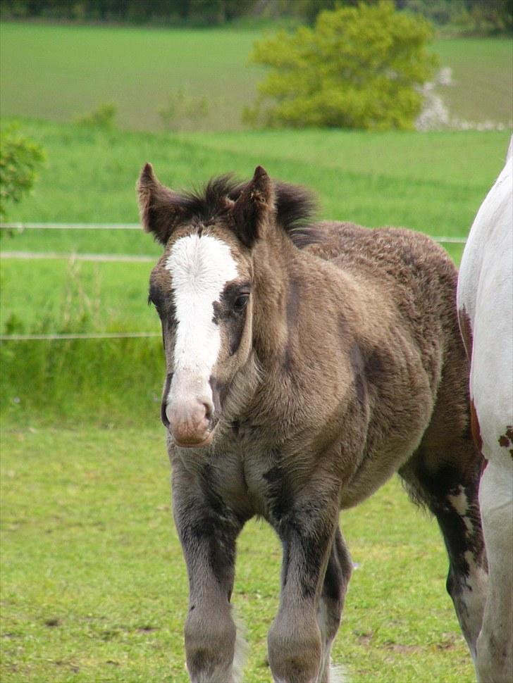 Irish Cob Hebe. (Solgt) - Hun er da et smuk følle!!! billede 6