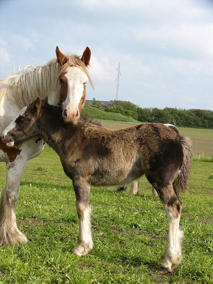 Irish Cob Hebe. (Solgt) - Taget d.8 Juni 2010. De nyder det rigtigt, lige i solen. billede 7