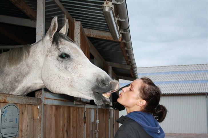 Arabisk fuldblod (OX) CA. Siroc billede 12