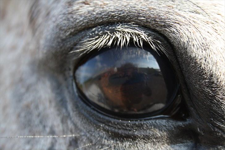 Arabisk fuldblod (OX) CA. Siroc billede 15