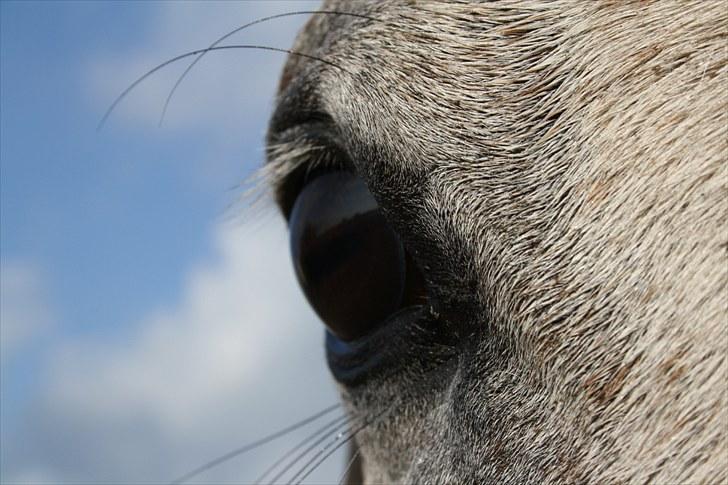 Arabisk fuldblod (OX) CA. Siroc billede 16