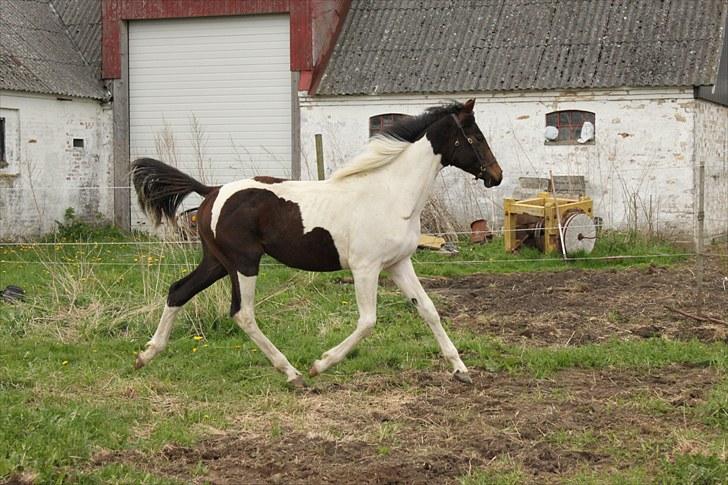 Pinto Enekær's Viento de Verano #solgt# billede 16
