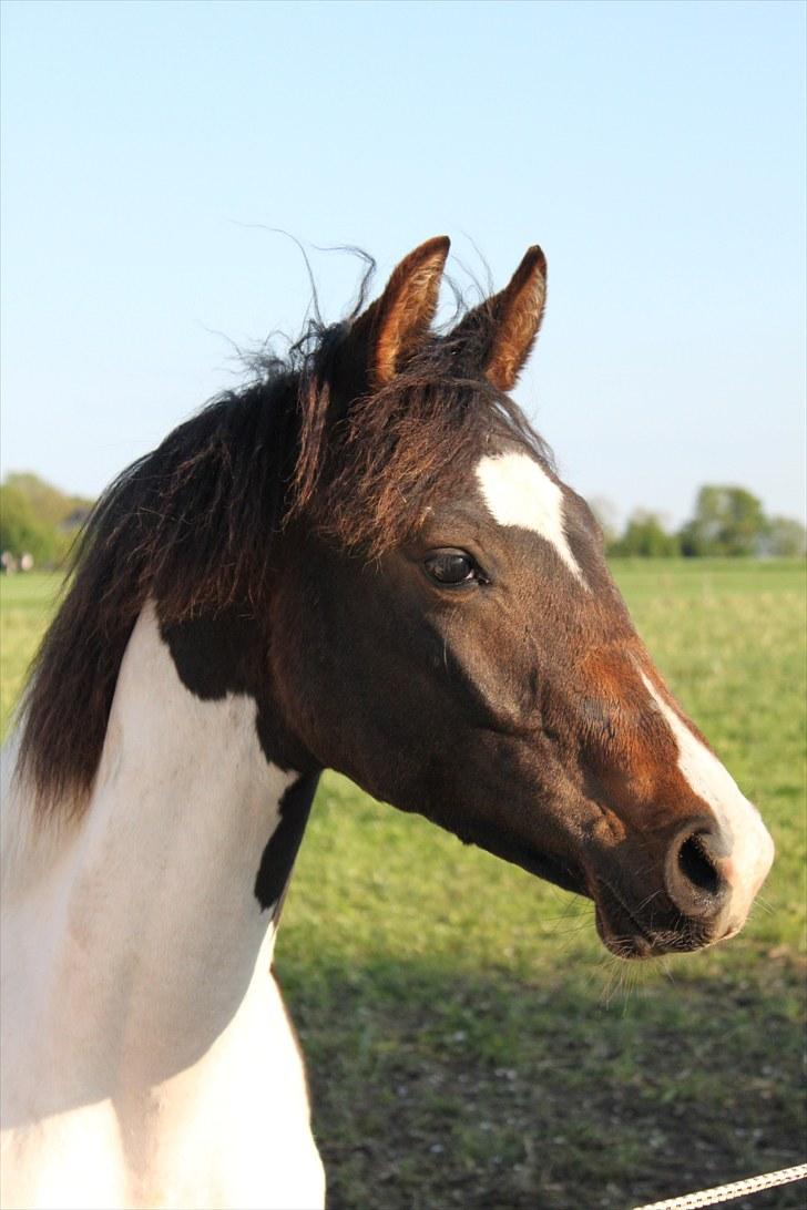 Pinto Enekær's Viento de Verano #solgt# billede 17