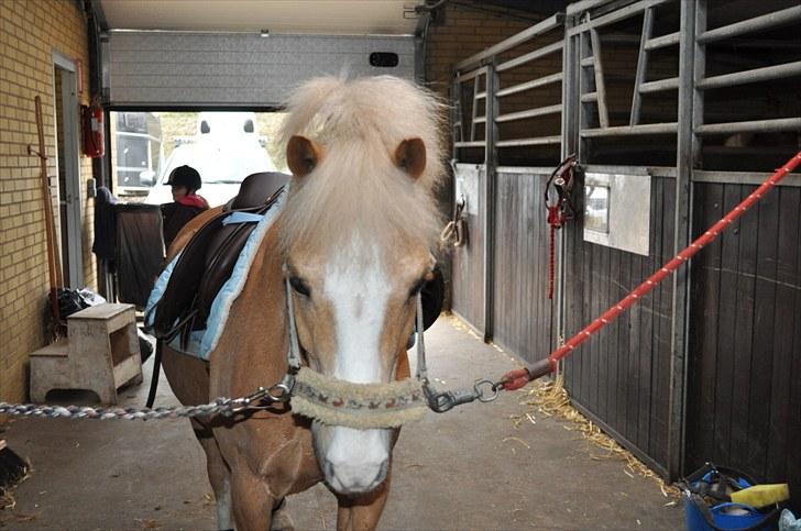 Welsh Pony af Cob-type (sec C) Chicco - Staldgangen (: billede 11