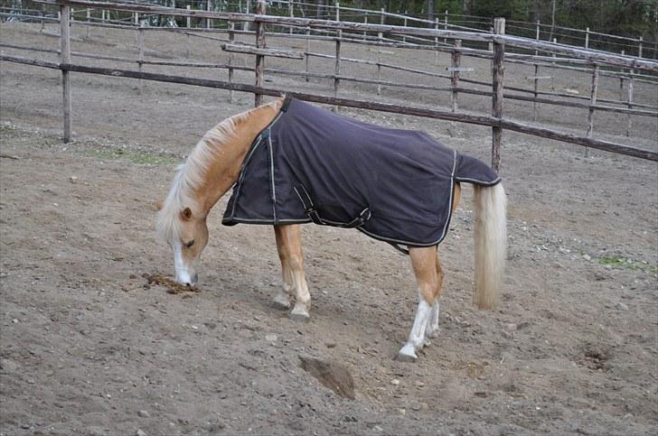 Welsh Pony af Cob-type (sec C) Chicco - På folden <3 - Han fandt vist en lort ! xD billede 14
