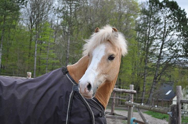Welsh Pony af Cob-type (sec C) Chicco - Hvad har du fundet at kigge på Chicco ? :O billede 16