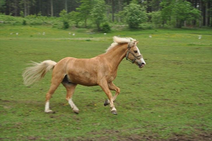 Welsh Pony af Cob-type (sec C) Chicco - Blev lige lidt vild nede på fællesfolden xD billede 17