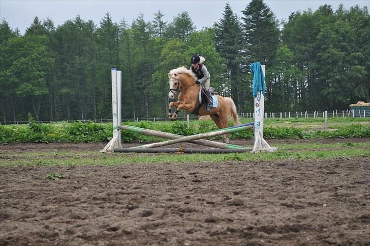 Welsh Pony af Cob-type (sec C) Chicco - Opvarmning ved Rita igen (:  billede 18