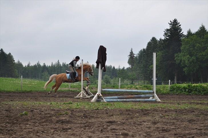 Welsh Pony af Cob-type (sec C) Chicco - Rundt på bane :b billede 19