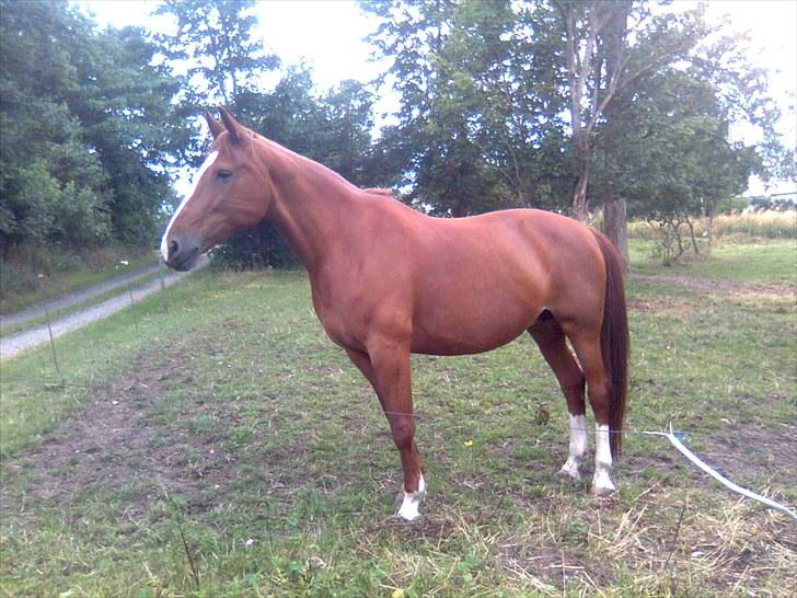 Anden særlig race Ghandi - Dronning Ghandi billede 1