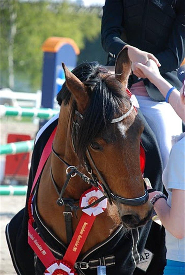 Hollandsk Sportspony Karlien. <3 *b-pony* - 6) Nordsjællandsmesterskab - 1. plads. STJERNEPONY! :D billede 6