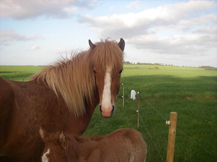 Islænder Diva billede 11