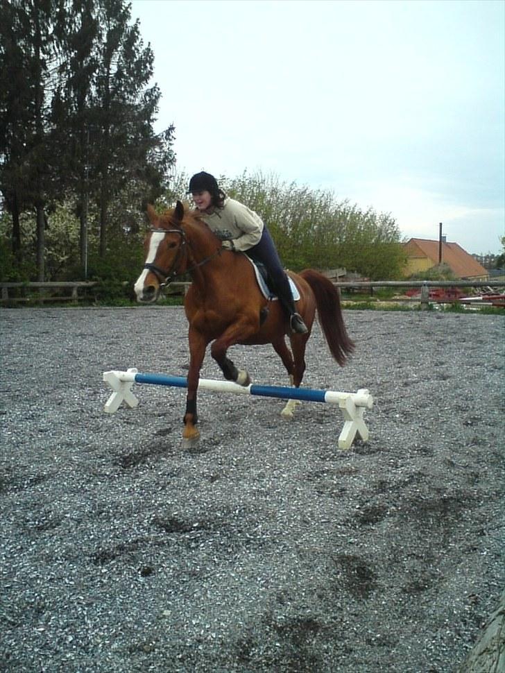 Anden særlig race Ghandi - Ghandi og jeg leger "super springere" hehe billede 2