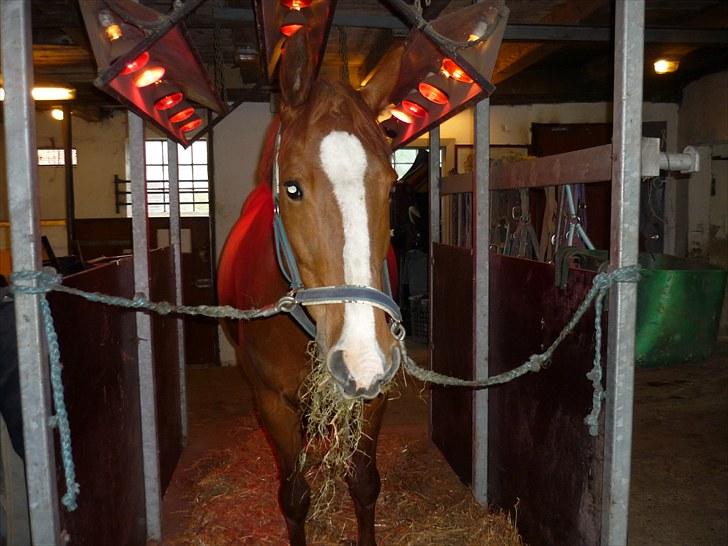 Anden særlig race Ghandi billede 5