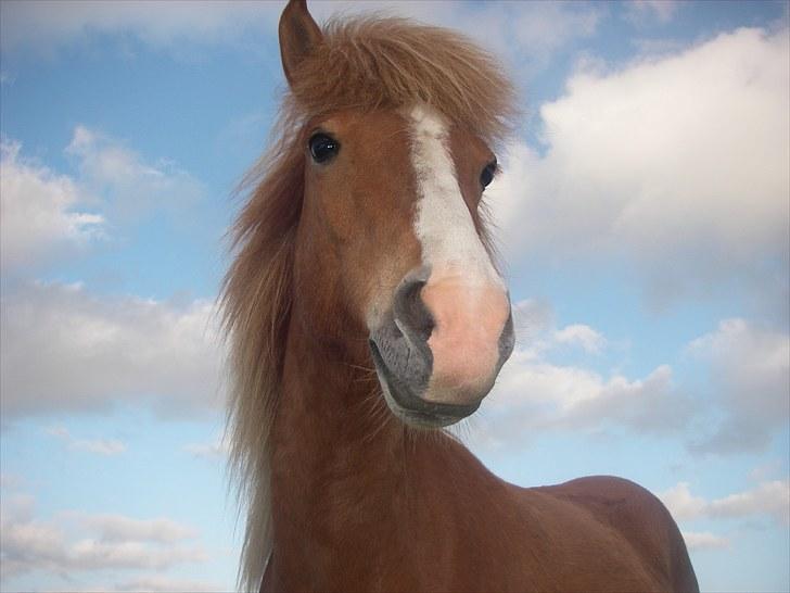 Islænder Diva - Velkommen til Diva profil ;D billede 1