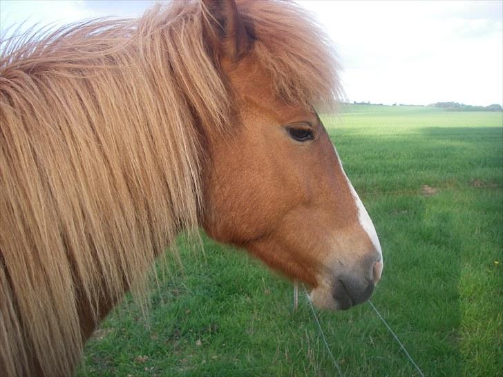 Islænder Diva billede 12