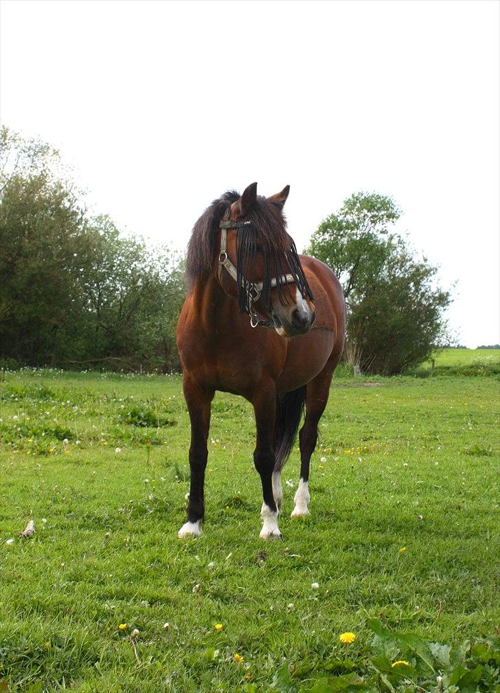 Welsh Partbred (Sec F) Cookie - FOTO: Anne-Sofie S. Luther |„Farvel betyder ikke for evigt.“
 Sidste gang jeg så Cookie inden hun blev solgt. <3 Love U Pony!!  billede 1