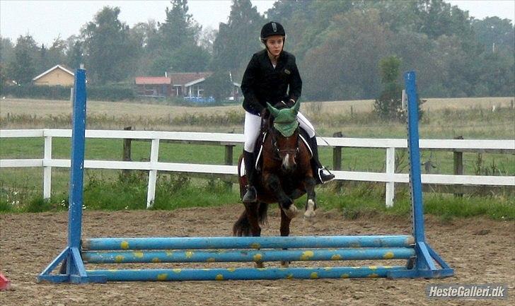 Welsh Partbred (Sec F) Cookie - FOTO: Sabrine G. Andersen (Brine - Team Gadehøj) | Vores første eneste og sidste stævne :´D billede 2