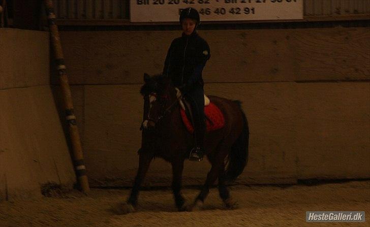 Welsh Partbred (Sec F) Cookie - FOTO: Team Gadehøj - Dressur efter flere uger uden ridning. :´D billede 3