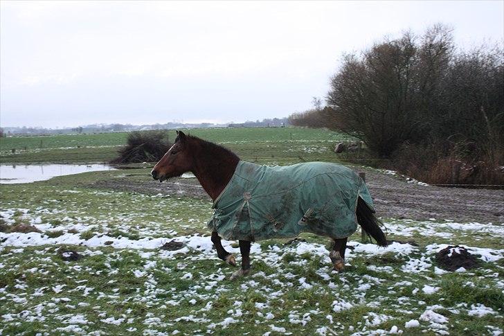 Welsh Partbred (Sec F) Cookie - FOTO: Anne-Sofie S. Luther. | Cookie laver ballade på folden..  billede 5
