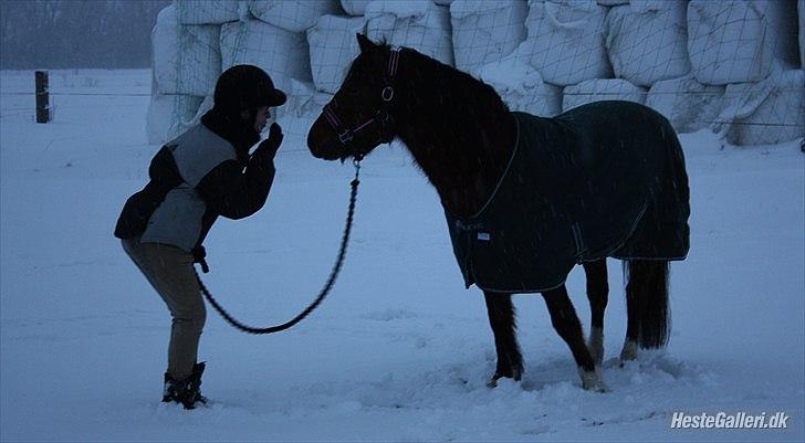 Welsh Partbred (Sec F) Cookie - FOTO: Sabrine G. Andersen (Brine - Team Gadehøj) | Kys kys!! billede 6