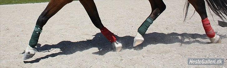 Welsh Partbred (Sec F) Cookie - FOTO: Sabrine G. Andersen (Brine - Team Gadehøj) billede 7