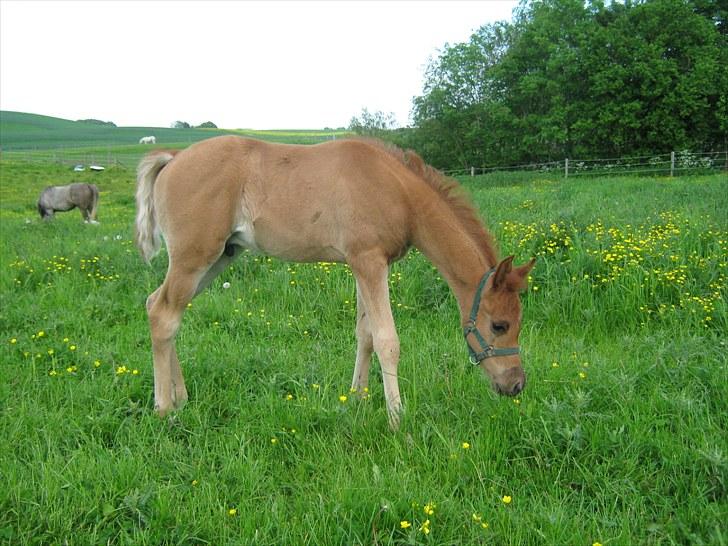 Arabisk fuldblod (OX) Alim ibn ibn washa ox billede 13