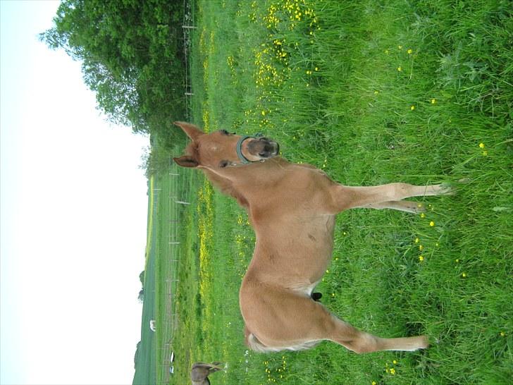 Arabisk fuldblod (OX) Alim ibn ibn washa ox billede 14