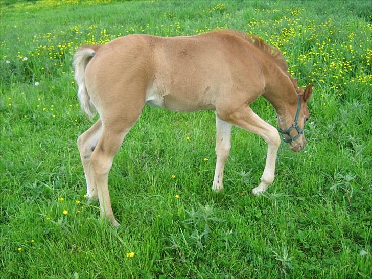 Arabisk fuldblod (OX) Alim ibn ibn washa ox billede 15