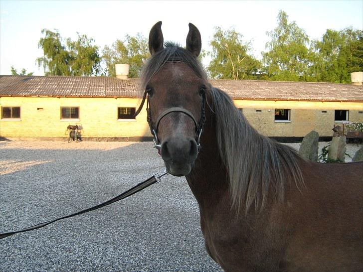 Arabisk fuldblod (OX) Shahefa MG Ibn ibn Wash billede 13