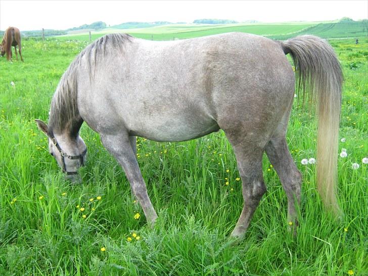 Arabisk fuldblod (OX) Santalla MG billede 14