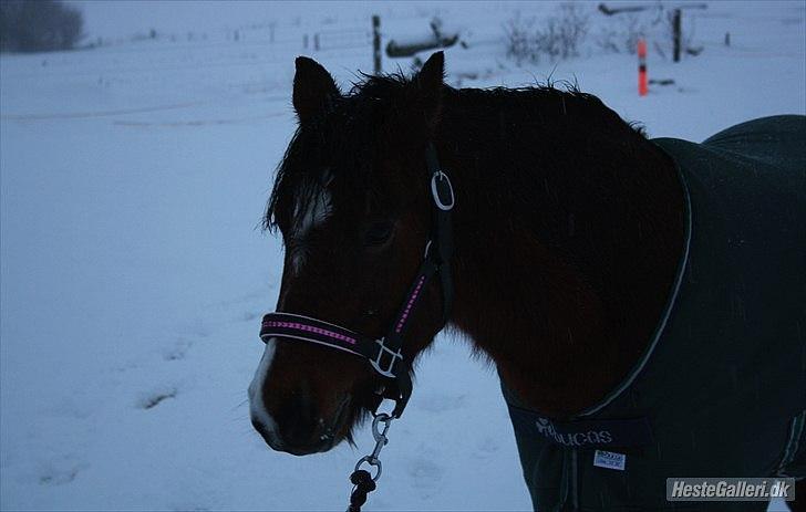 Welsh Partbred (Sec F) Cookie - FOTO: Sabrine G. Andersen (Brine - Team Gadehøj) billede 8