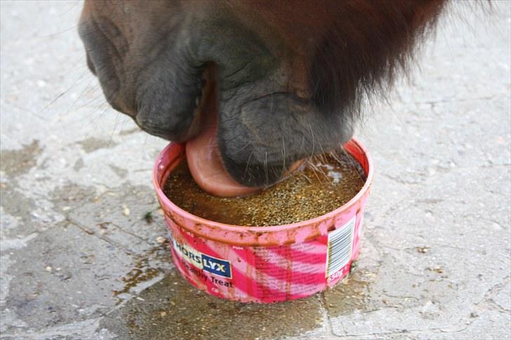 Welsh Partbred (Sec F) Cookie - FOTO: Mig | "Slikke, slikke! Savle, savle!" Cookie er rimlig klam når hun spiser slikke sten dims.. XD billede 9