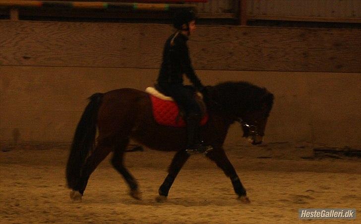 Welsh Partbred (Sec F) Cookie - FOTO: Team Gadehøj - Dressur efter flere uger uden ridning. :´D billede 10