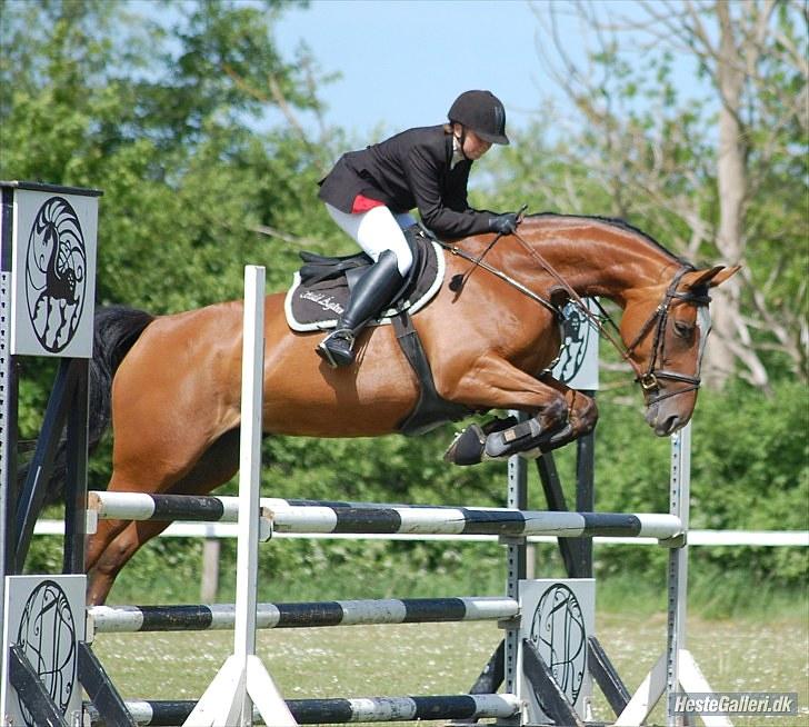 Anden særlig race Lyngholms dixie 'UDLÅNT' - tine & dixie til stævne i HJR. #´foto:annika. billede 17