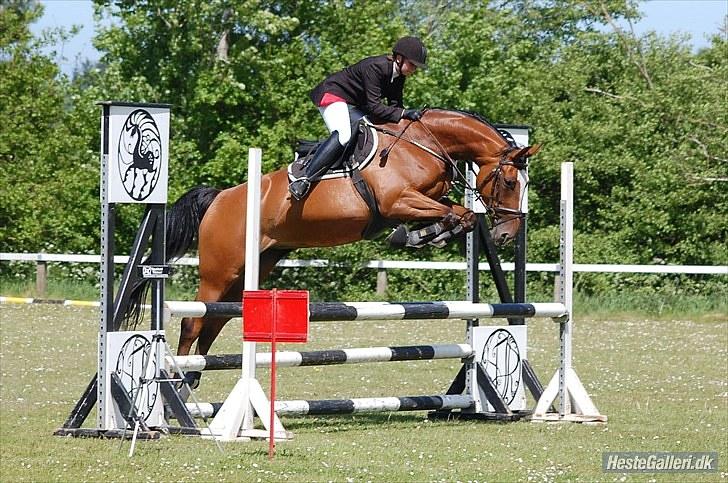 Anden særlig race Lyngholms dixie 'UDLÅNT' - tine & dixie til stævne i HJR. #´foto:annika. billede 18