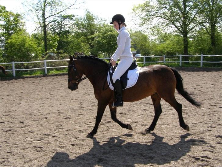 Knabstrupper Sasja  - anden stævne (; billede 15