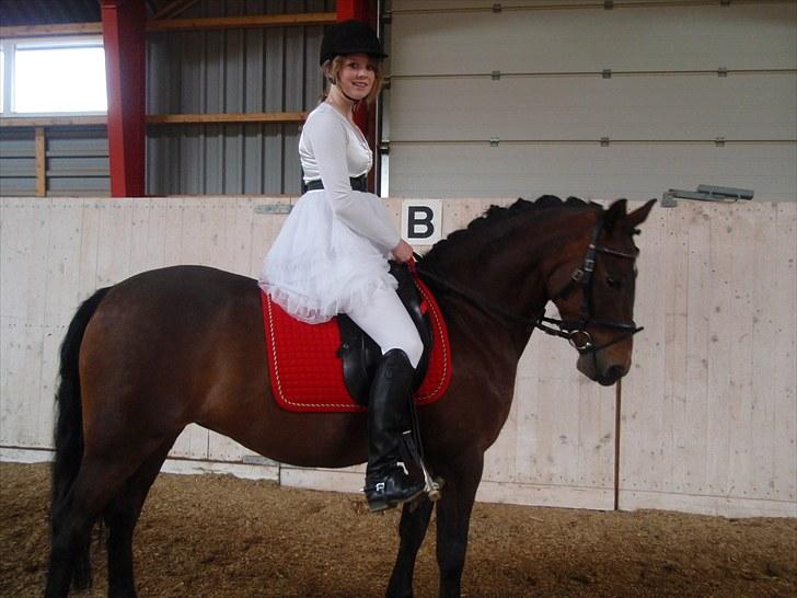 Knabstrupper Sasja  billede 18