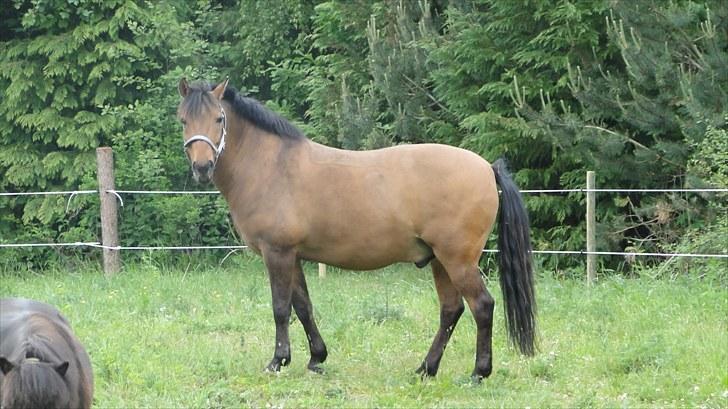 Anden særlig race Lukas Bathalomæus - Tykke! billede 2