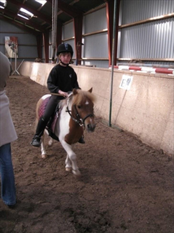 Shetlænder Tinghøjgårds Sif  † billede 3