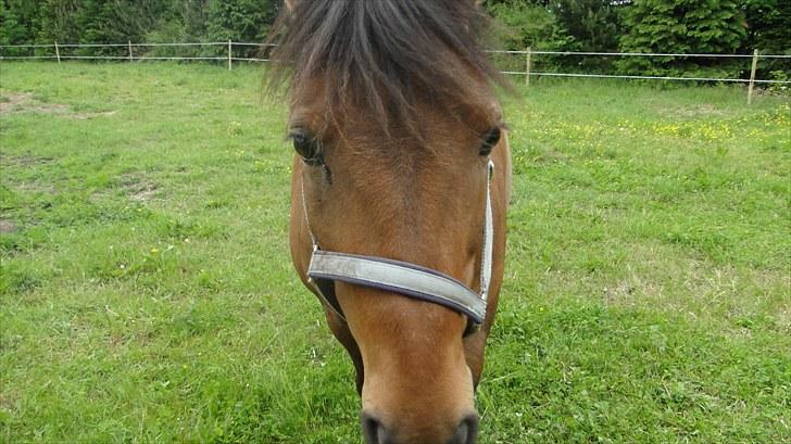 Anden særlig race Lukas Bathalomæus billede 5