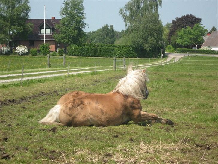 Haflinger Herkules kaldes Laffe himmel hest for altid savnet - Han skulle lige rolle sig xD billede 14