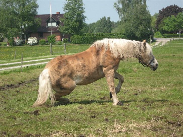 Haflinger Herkules kaldes Laffe himmel hest for altid savnet - det så taget med det samme når han rejser sig op den dejlige smukke princ laffe <3 :) billede 15