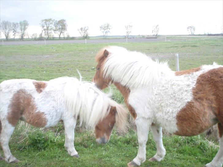 Shetlænder Tinghøjgårds Sif  † billede 6