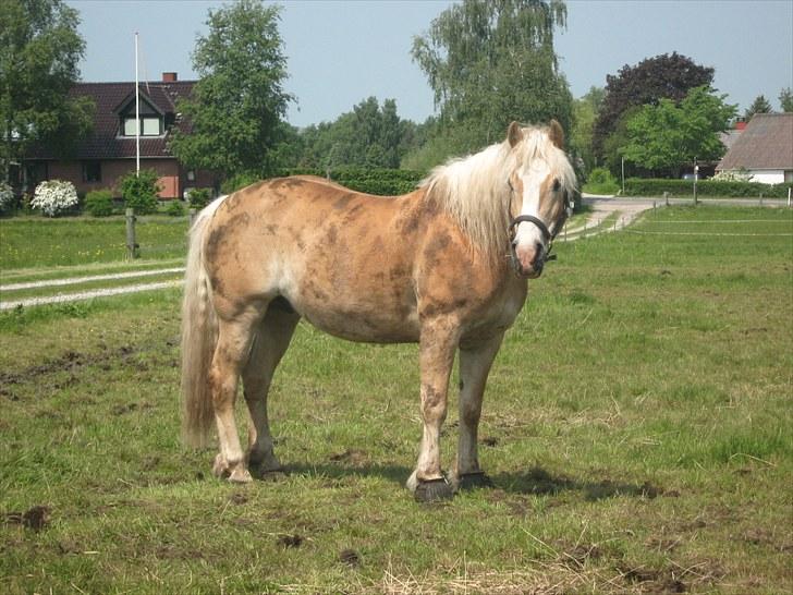 Haflinger Herkules kaldes Laffe himmel hest for altid savnet - Så nu star han og kigger efter min mor han er en stor mors dreng <3 :´D vi elsker ham over alt på jorden  billede 16