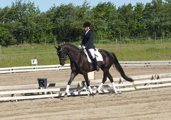 Dansk Varmblod Solbakkegårds Bella Donna - Solgt - Solbakkegårds Bella Donna & Louise til deres første stævne den 5. juni 2010 billede 9